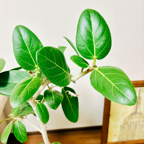 【現品】フィカス・ベンガレンシス　曲がり　8号　茶鉢 現品］フィカス ベンガレンシス 曲がり 8号 鉢受け皿付き 観葉植物