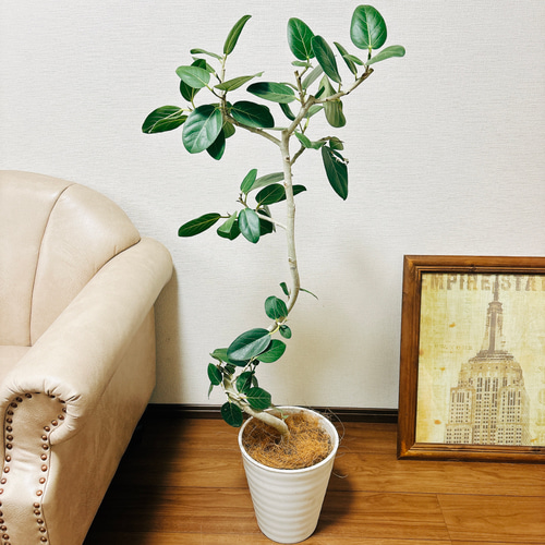 フィカス　ベンガレンシス　曲がり　鉢皿付き＋エバーフレッシュ鉢皿付き フィカス ベンガレンシス 曲がり 鉢皿付き＋エバーフレッシュ鉢皿付き