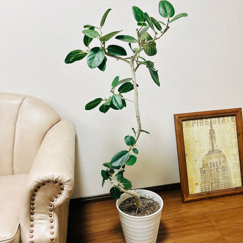 人気 ☆希少 値上がり 大人 ベンガレンシス おしゃれ室内 インテリア 鉢付き 人気 ☆希少 値上がり 大人 ベンガレンシス おしゃれ室内 インテリア