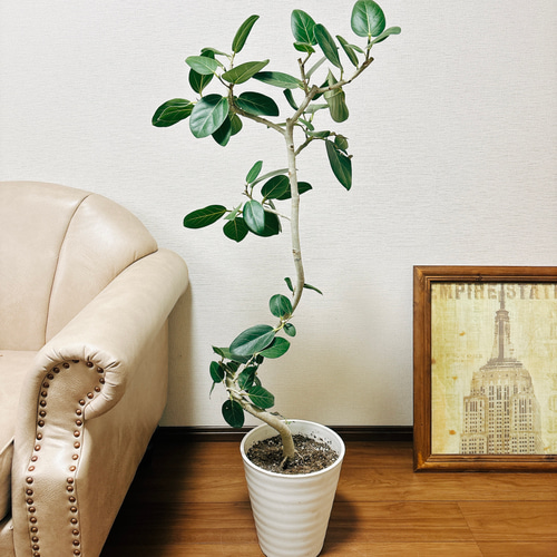 現品］フィカス ベンガレンシス 曲がり 8号 鉢受け皿付き 観葉植物