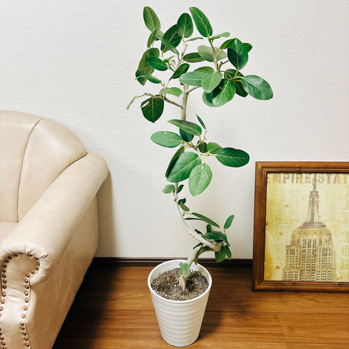 現品］フィカス ベンガレンシス 曲がり 8号 鉢受け皿付き 観葉植物