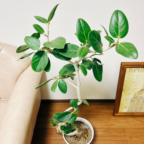 現品］フィカス ベンガレンシス 曲がり 8号 鉢受け皿付き 観葉植物