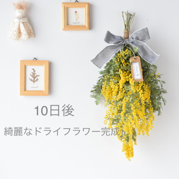 販売は4月上旬まで＊自家製切りたてミモザ！フレッシュスワッグ《生花からドライフラワーへ》Creema限定 6枚目の画像