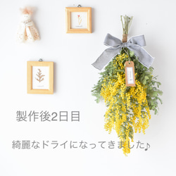 販売は4月上旬まで＊自家製切りたてミモザ！フレッシュスワッグ《生花からドライフラワーへ》Creema限定 5枚目の画像