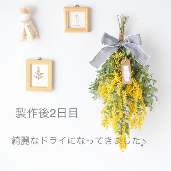 販売は4月上旬まで＊自家製切りたてミモザ！フレッシュスワッグ《生花からドライフラワーへ》Creema限定 5枚目の画像