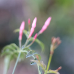 人気！白い陶器鉢の寄せ植え♡ 6枚目の画像