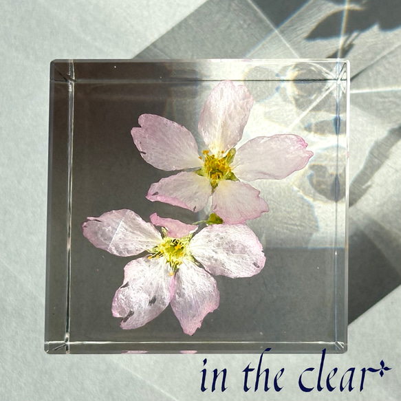 植物標本　桜　啓翁桜　ピンク　４センチキューブ 4枚目の画像