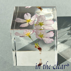 植物標本　桜　啓翁桜　ピンク　４センチキューブ 8枚目の画像
