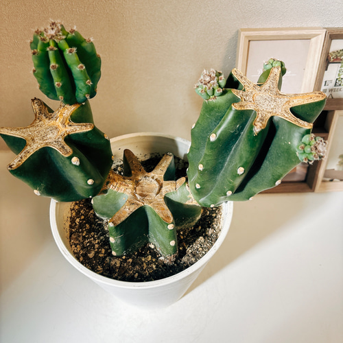 現品］かわいい♡ 柱サボテン 鬼面角 ブランチ 6号 観葉植物 室内