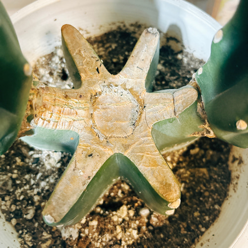 現品］かわいい♡ 柱サボテン 鬼面角 ブランチ 6号 観葉植物