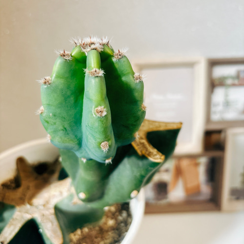 現品］かわいい♡ 柱サボテン 鬼面角 ブランチ 6号 観葉植物