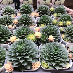超希少♡バニラシフォン♡センペルビウム♡多肉植物 4枚目の画像