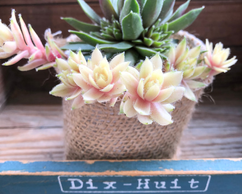 超希少♡バニラシフォン♡センペルビウム♡多肉植物 アートフラワー