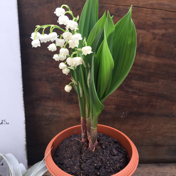 スズラン♡ 即完売♡幸せになる花♡鈴蘭♡観葉植物♡ガーデニング♡インテリア 17枚目の画像