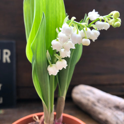 スズラン♡ 即完売♡幸せになる花♡鈴蘭♡観葉植物♡ガーデニング♡インテリア 12枚目の画像