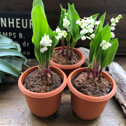 スズラン♡ 即完売♡幸せになる花♡鈴蘭♡観葉植物♡ガーデニング♡インテリア 10枚目の画像