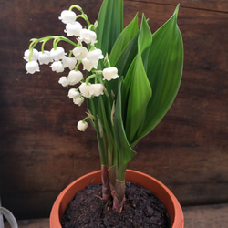 スズラン♡ 即完売♡幸せになる花♡鈴蘭♡観葉植物♡ガーデニング♡インテリア 14枚目の画像