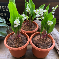 スズラン♡ 即完売♡幸せになる花♡鈴蘭♡観葉植物♡ガーデニング♡インテリア 15枚目の画像