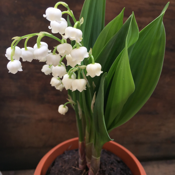 スズラン♡ 即完売♡幸せになる花♡鈴蘭♡観葉植物♡ガーデニング♡インテリア 11枚目の画像