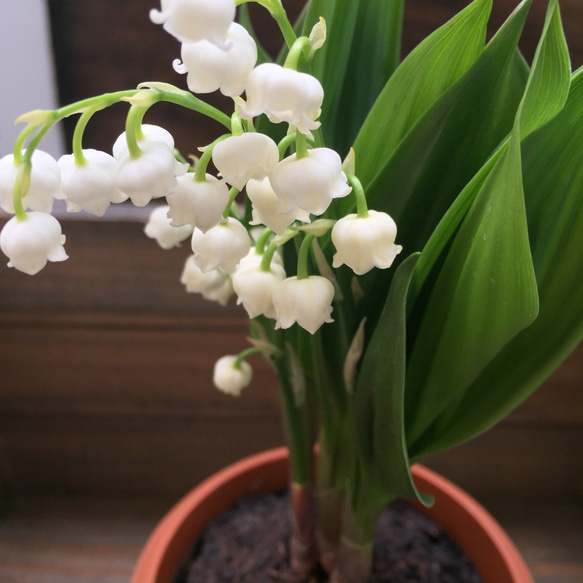 スズラン♡ 即完売♡幸せになる花♡鈴蘭♡観葉植物♡ガーデニング♡インテリア 2枚目の画像