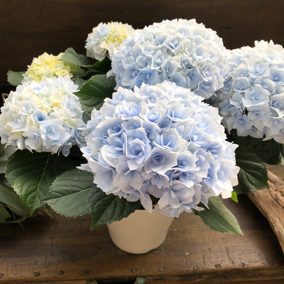 新品種♡ポージィブーケ　エリー♡ブルー♡アジサイ♡紫陽花♡ 17枚目の画像