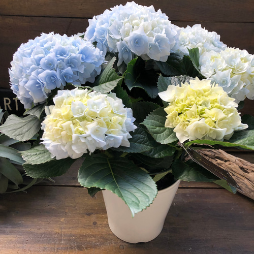 新品種♡ポージィブーケ エリー♡ブルー♡アジサイ♡紫陽花
