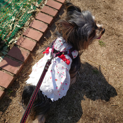 着せやすい犬服♪いちごと薔薇のバッスルスカートワンピース♪オーダーメイドで！ 5枚目の画像