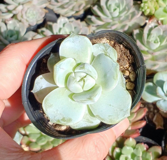 多肉植物(韓国苗)　タイニーバーガー❣️ 1枚目の画像