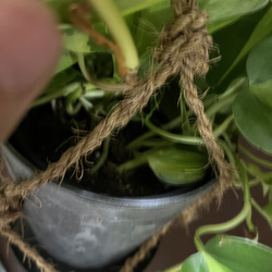 観葉植物　フィロデンドロン　オキシカルジムウ　ブラジル吊り下げ鉢 7枚目の画像
