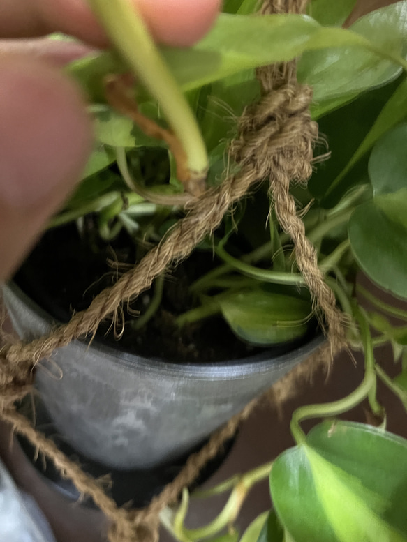 観葉植物　フィロデンドロン　オキシカルジムウ　ブラジル吊り下げ鉢 7枚目の画像