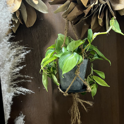 観葉植物　フィロデンドロン　オキシカルジムウ　ブラジル吊り下げ鉢 1枚目の画像