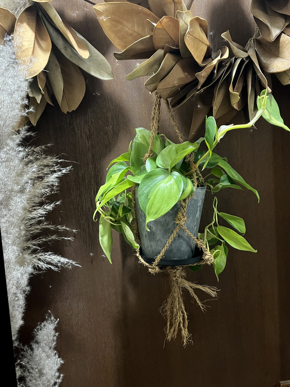 観葉植物　フィロデンドロン　オキシカルジムウ　ブラジル吊り下げ鉢 1枚目の画像