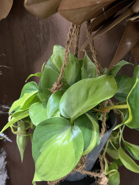 観葉植物　フィロデンドロン　オキシカルジムウ　ブラジル吊り下げ鉢 3枚目の画像