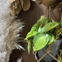 観葉植物　フィロデンドロン　オキシカルジムウ　ブラジル吊り下げ鉢 4枚目の画像