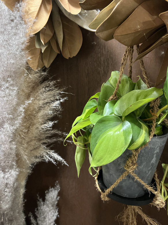 観葉植物　フィロデンドロン　オキシカルジムウ　ブラジル吊り下げ鉢 4枚目の画像
