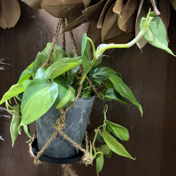 観葉植物　フィロデンドロン　オキシカルジムウ　ブラジル吊り下げ鉢 2枚目の画像