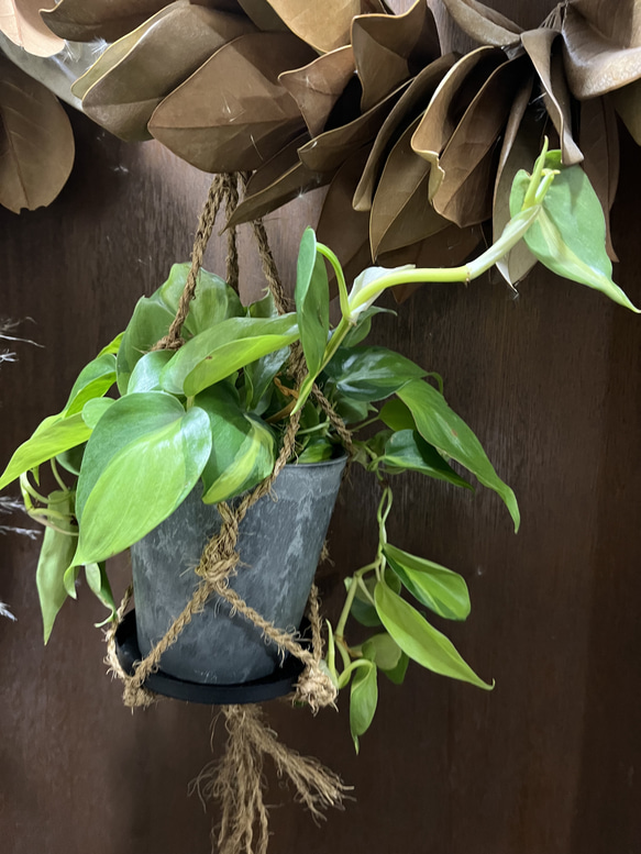 観葉植物　フィロデンドロン　オキシカルジムウ　ブラジル吊り下げ鉢 2枚目の画像