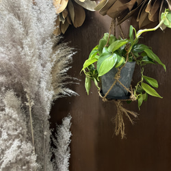 観葉植物　フィロデンドロン　オキシカルジムウ　ブラジル吊り下げ鉢 5枚目の画像