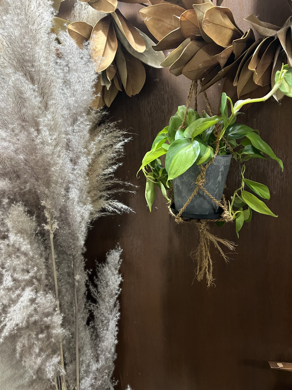 観葉植物　フィロデンドロン　オキシカルジムウ　ブラジル吊り下げ鉢 5枚目の画像