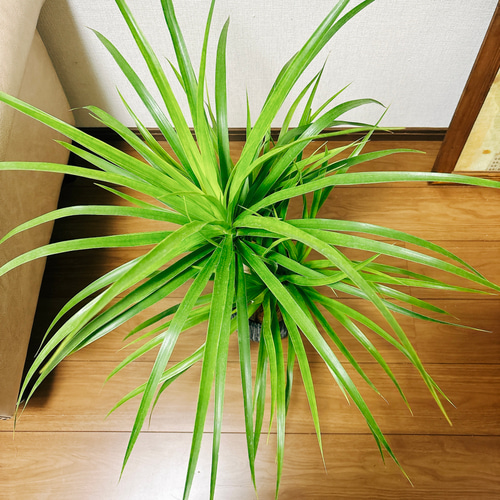 現品］【希少】17番 ドラセナ カンボジアーナ 観葉植物 レア