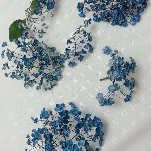 紫陽花 青系 おたふく紫陽花 ドライフラワー Satsuki 通販