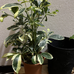 観葉植物　シェフレラ　ホンコンカポック斑入り 3枚目の画像