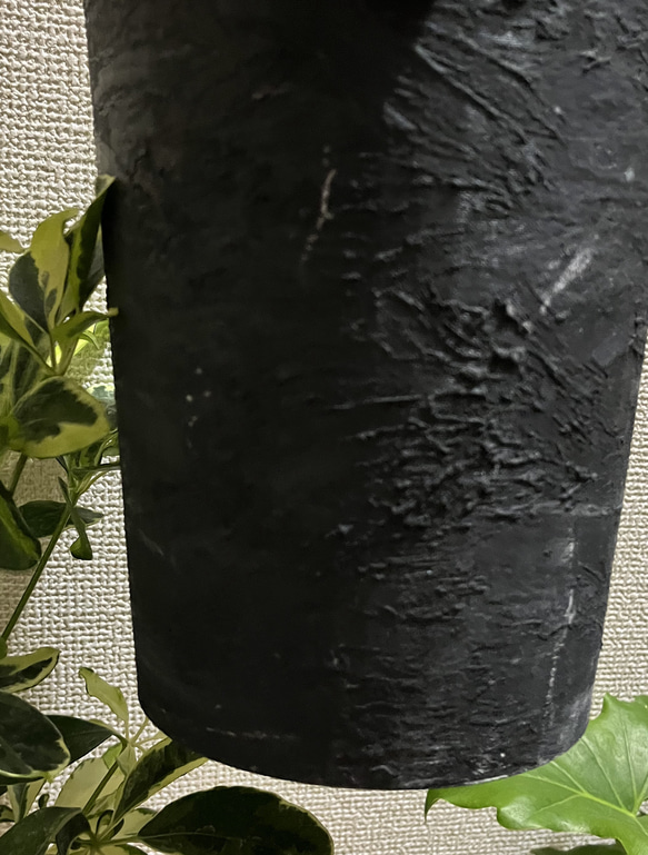 観葉植物　シェフレラ　ホンコンカポック斑入り 4枚目の画像