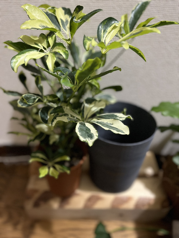 観葉植物　シェフレラ　ホンコンカポック斑入り 3枚目の画像