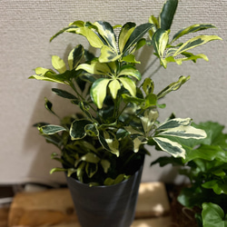 観葉植物　シェフレラ　ホンコンカポック斑入り 2枚目の画像