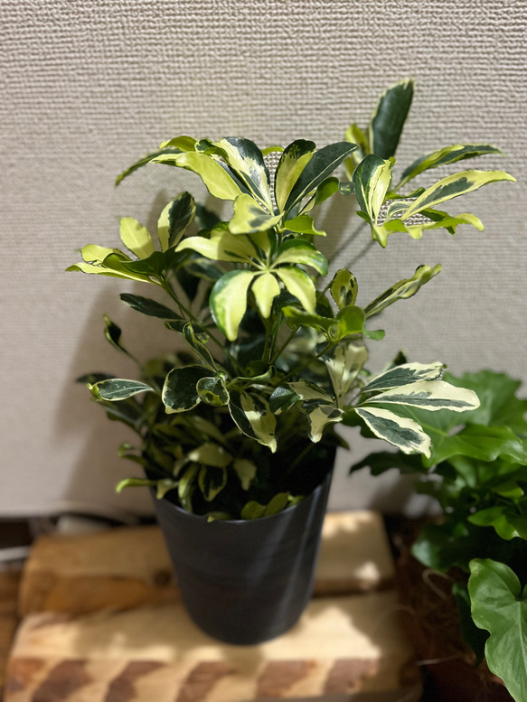 観葉植物　シェフレラ　ホンコンカポック斑入り 2枚目の画像