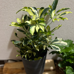 観葉植物　シェフレラ　ホンコンカポック斑入り 1枚目の画像