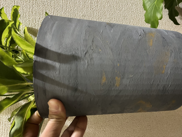 観葉植物　シェフレラ　ホンコンカポック斑入り 4枚目の画像