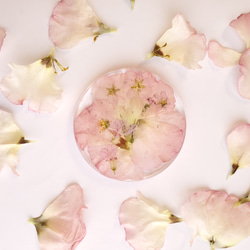 【春】桜とトルコギキョウのコースター ～あなただけの恋の物語～ 1枚目の画像