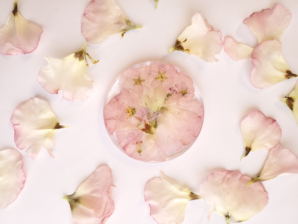 【春】桜とトルコギキョウのコースター ～あなただけの恋の物語～ 1枚目の画像